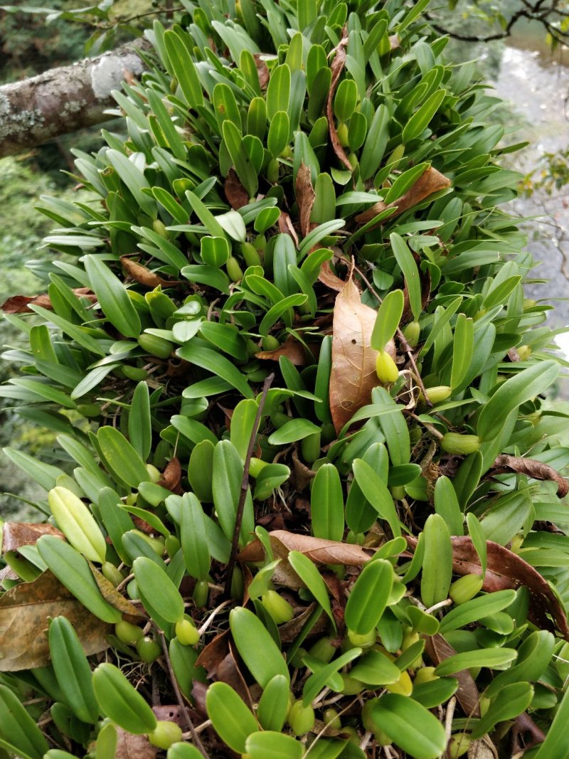 石橄榄