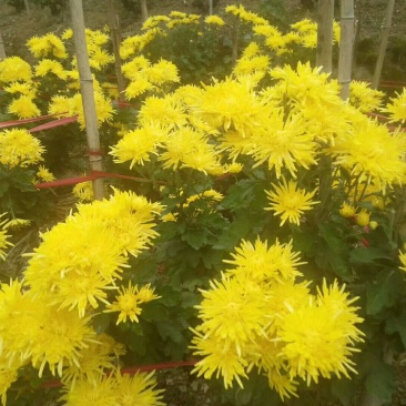 金丝皇菊