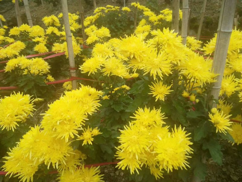 金丝皇菊