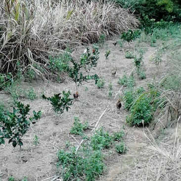 山地鸡，