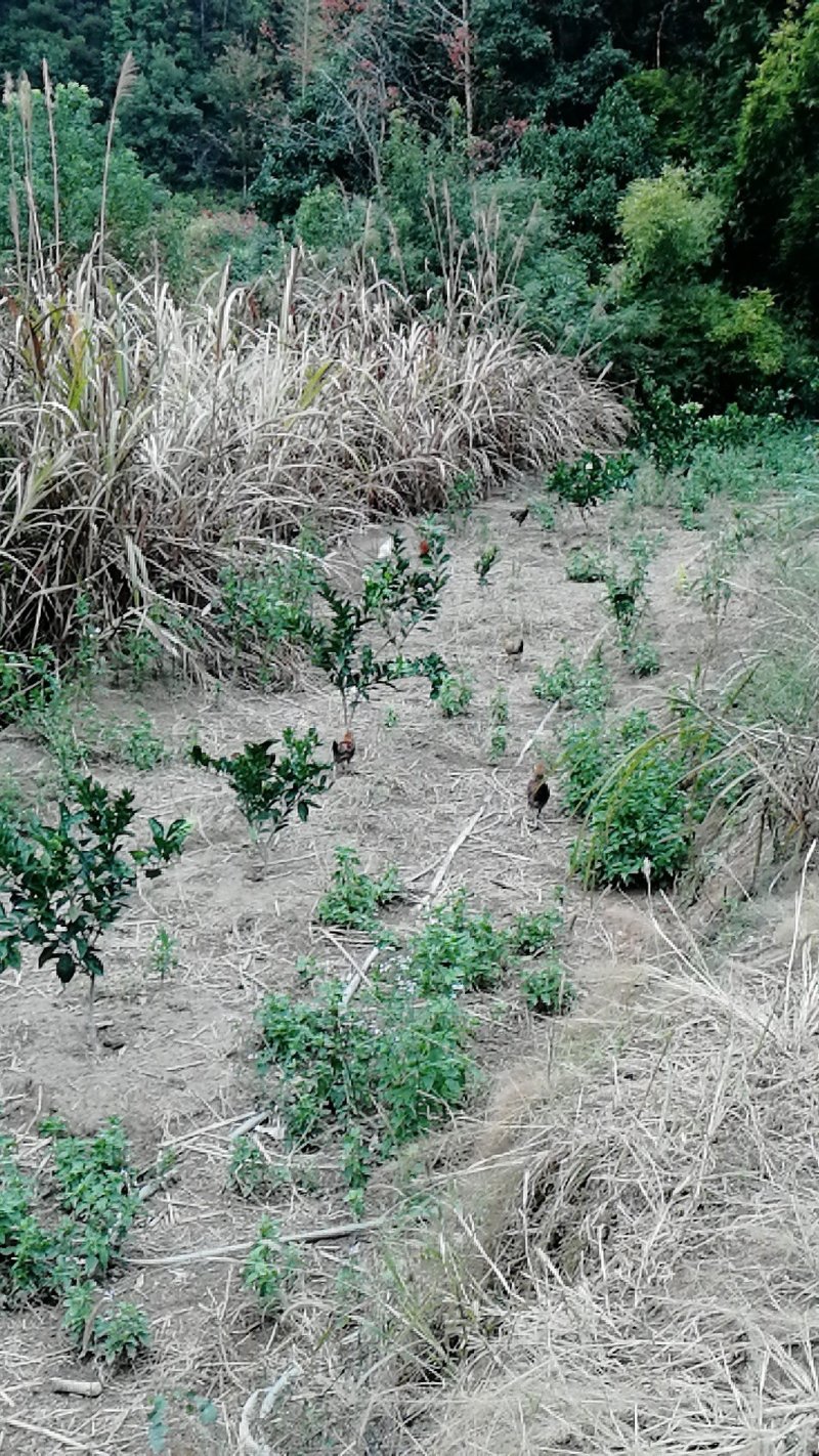 山地鸡，