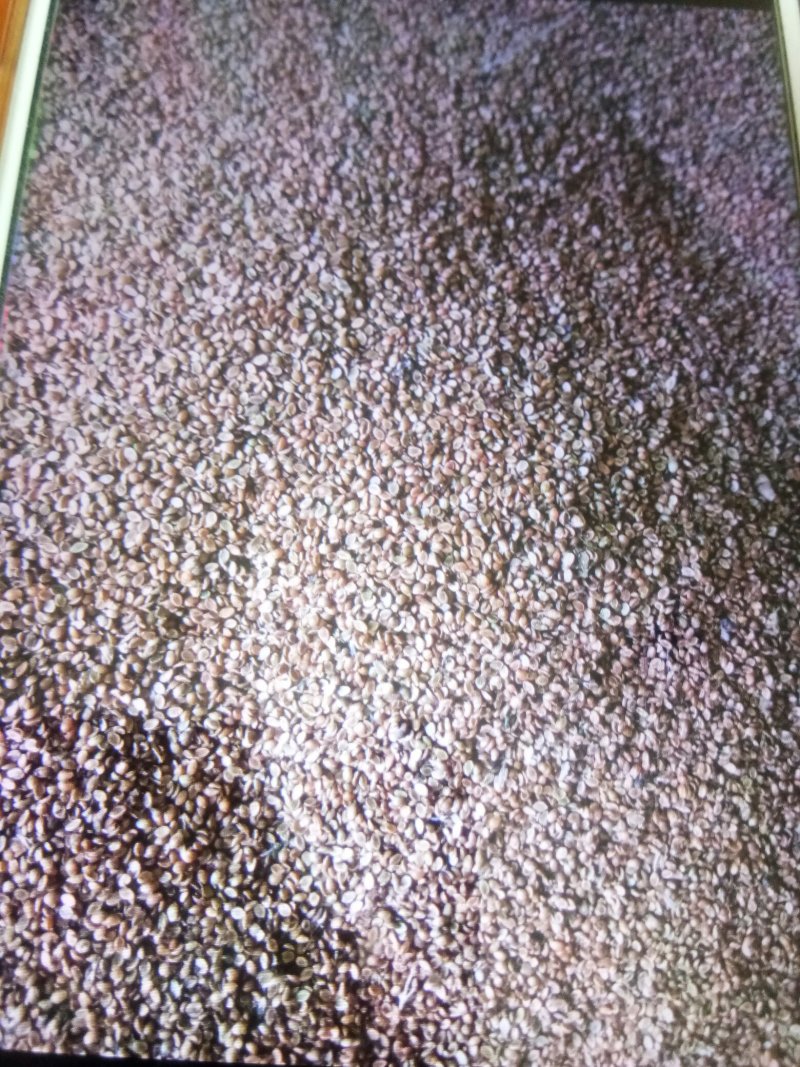 宽叶雀稗