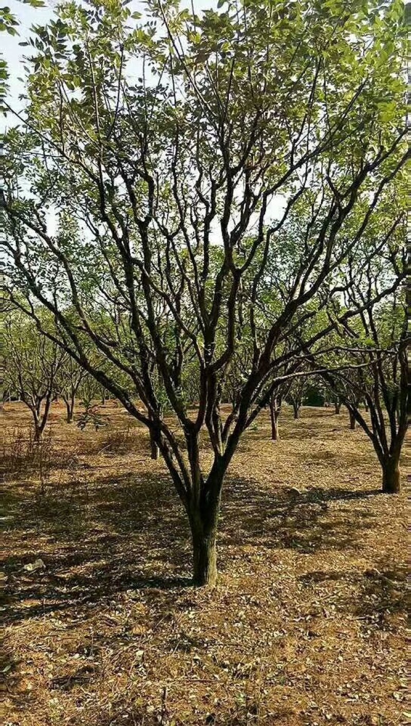 大量18-35公分国槐，规格齐全，树形优美，价格实惠