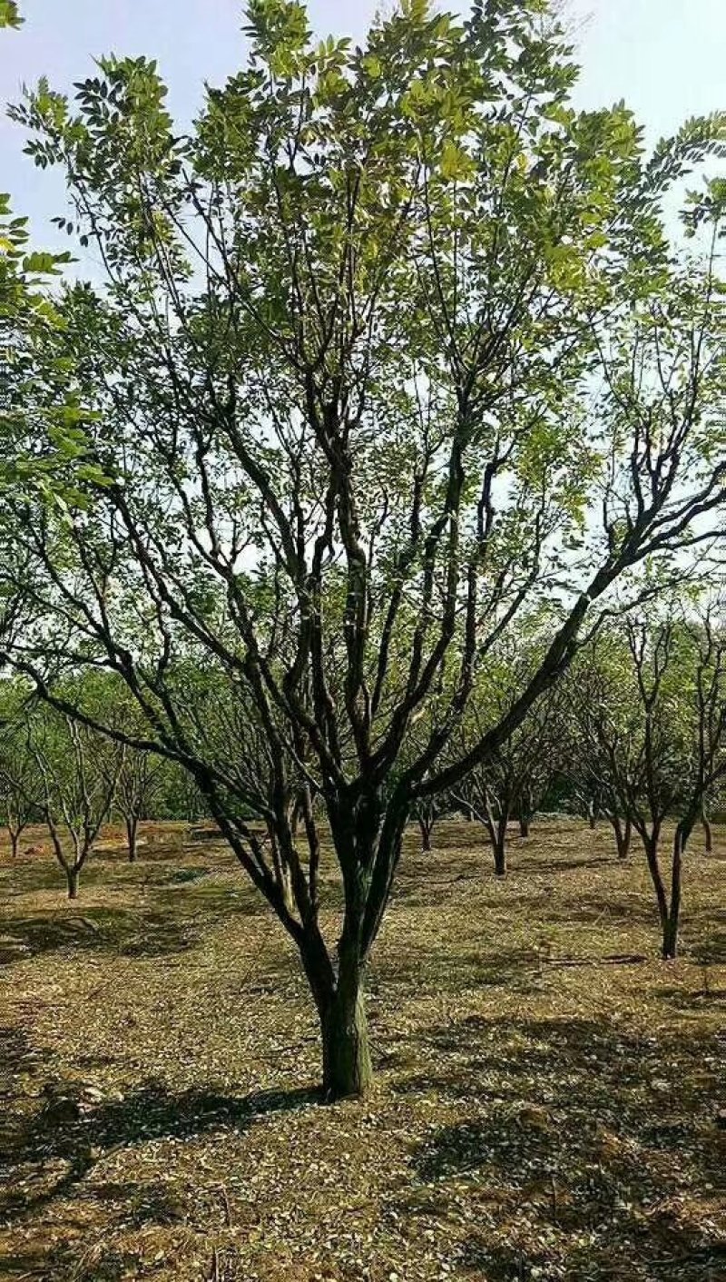 大量18-35公分国槐，规格齐全，树形优美，价格实惠