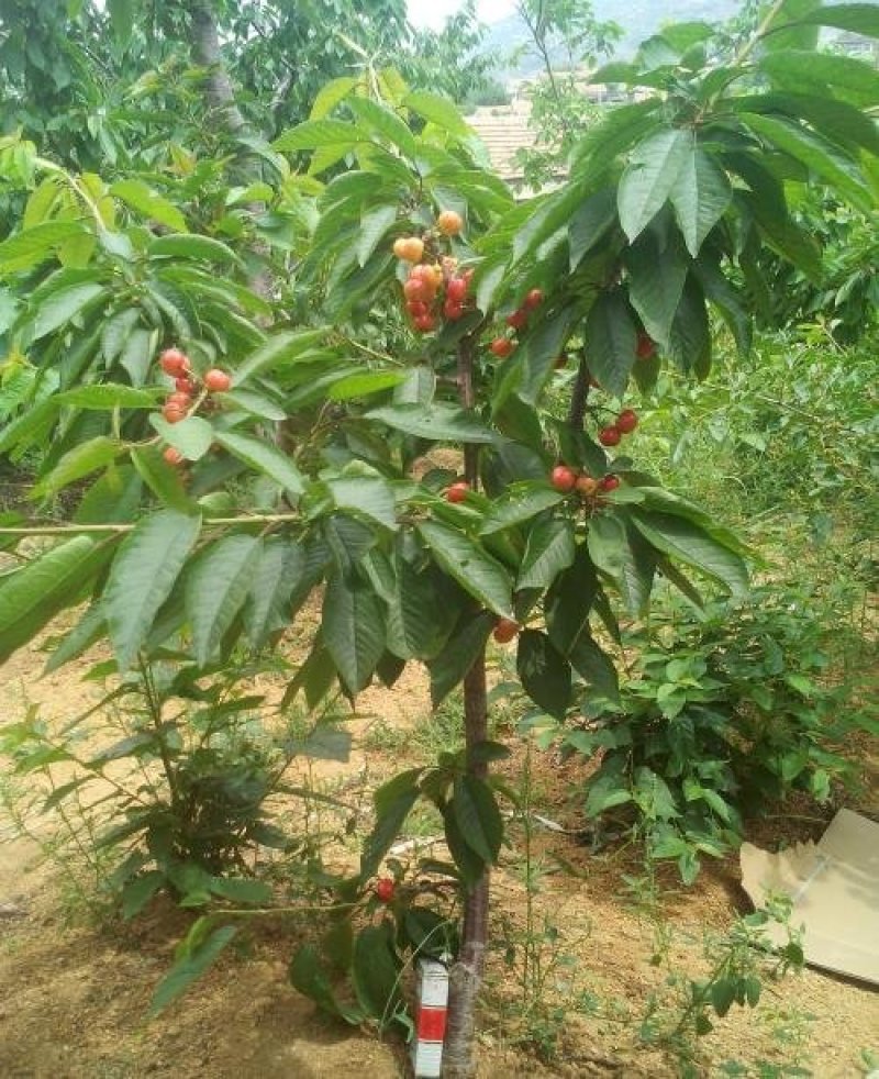 布鲁克斯樱桃苗嫁接苗品种保证纯度免费提供种植技术