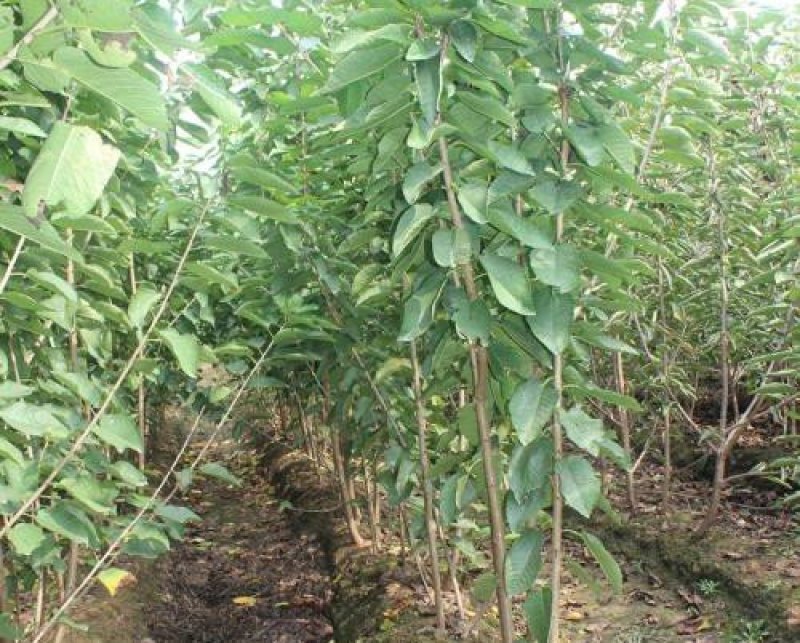 布鲁克斯樱桃苗嫁接苗品种保证纯度免费提供种植技术
