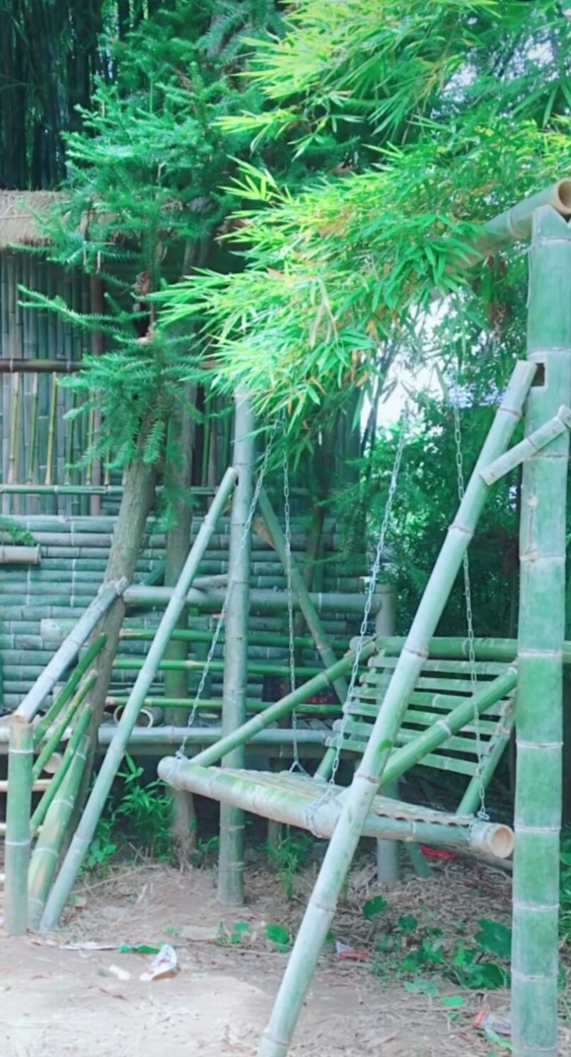 早园竹，竹苗，紫竹，金镶玉竹，