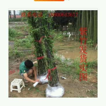 早园竹，竹苗，紫竹，金镶玉竹，