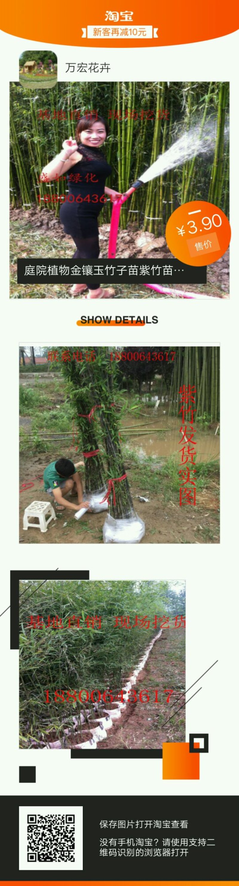 早园竹，竹苗，紫竹，金镶玉竹，