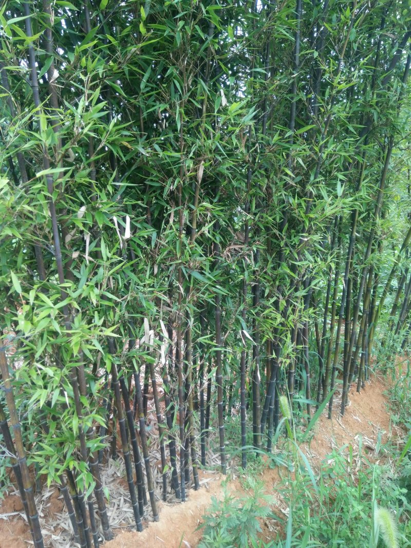 早园竹，竹苗，紫竹，金镶玉竹，