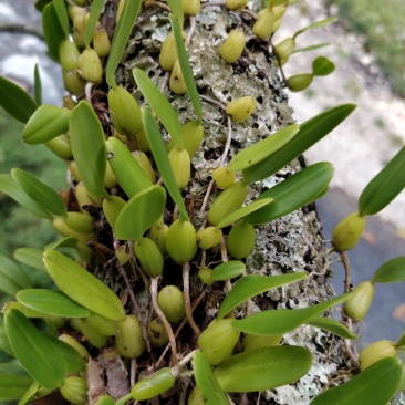 石橄榄
