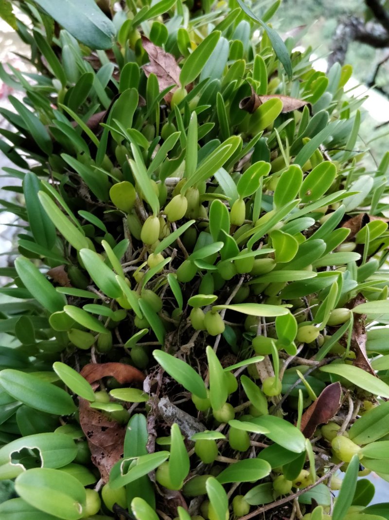 石橄榄