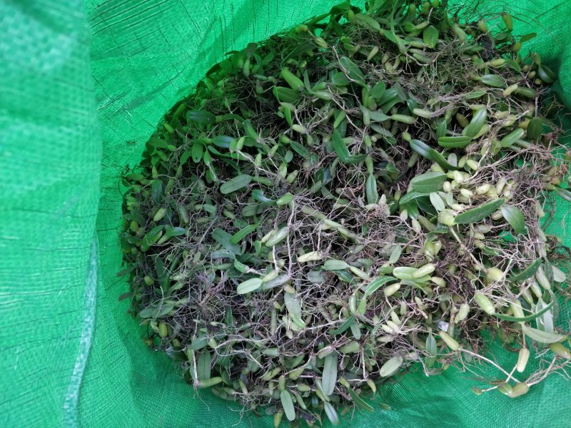 石橄榄