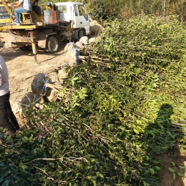 丛生桂花树，丛生桂花树大小规格齐全，河南潢川桂花基地