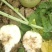芥菜头芥菜疙瘩大头菜无黑心裂口黑根根须刀削干净