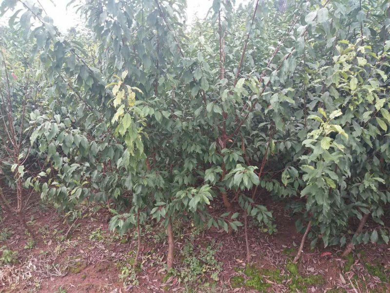 优质半边红李子苗，挂果树，三公分起苗，带土球起苗