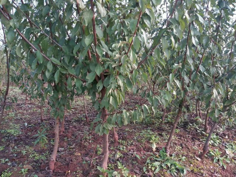 优质半边红李子苗，挂果树，三公分起苗，带土球起苗