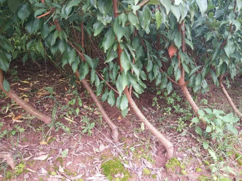 优质半边红李子苗，挂果树，三公分起苗，带土球起苗