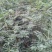 种苗