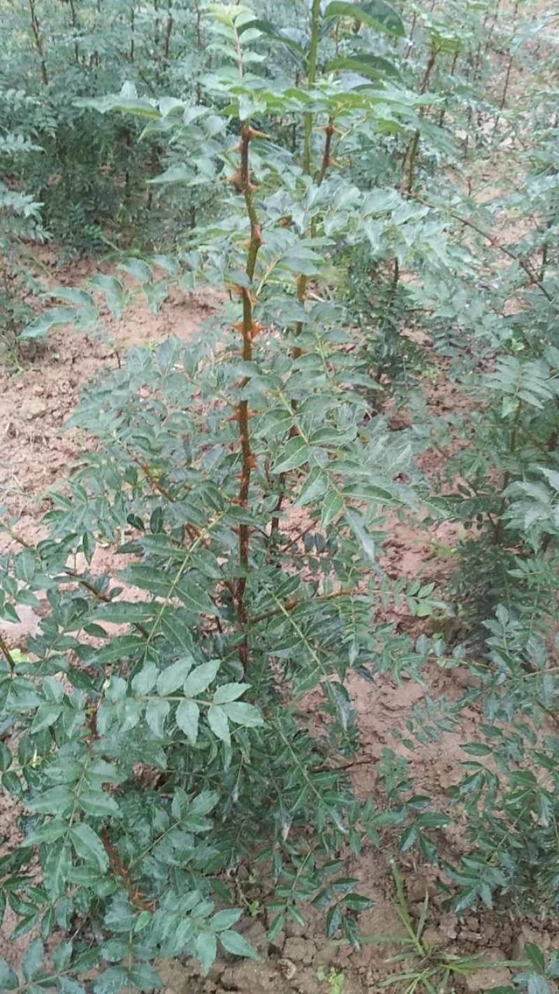 种苗