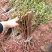 蜂糖李子苗，苗木基地直销，品种纯正，正宗蜂糖李子苗。