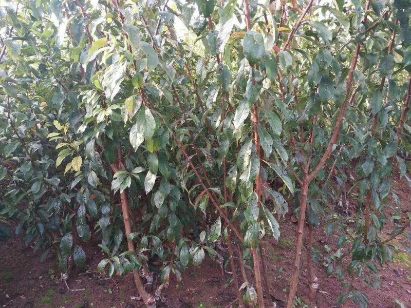 良种优质李子树，挂果树，当年种植，当年挂果。三公分以上