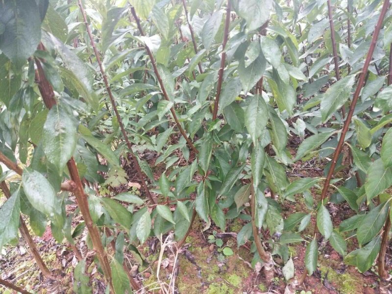 良种优质李子树，挂果树，当年种植，当年挂果。三公分以上