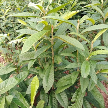 实生枇杷苗，直生枇杷苗，毛枇杷苗，基地直销，苗子漂亮。