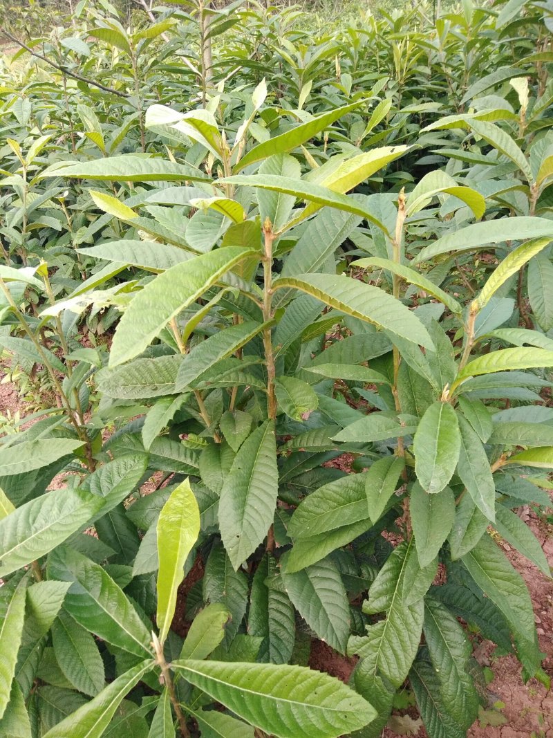 实生枇杷苗，直生枇杷苗，毛枇杷苗，基地直销，苗子漂亮。