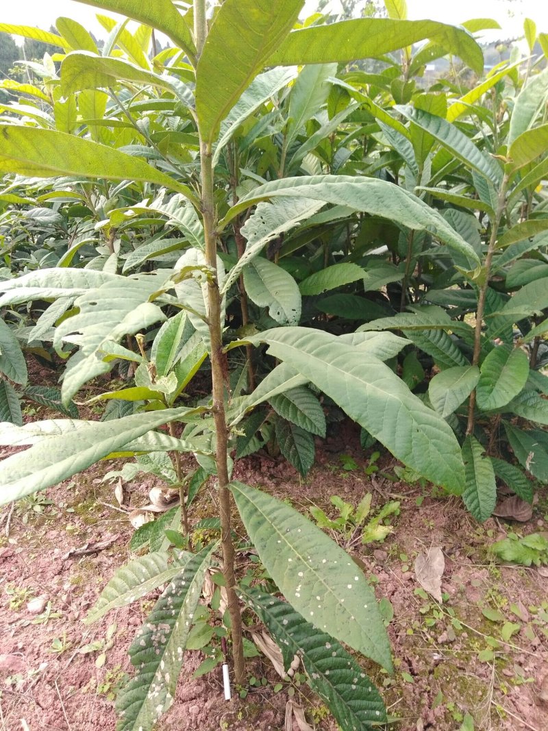实生枇杷苗，直生枇杷苗，毛枇杷苗，基地直销，苗子漂亮。