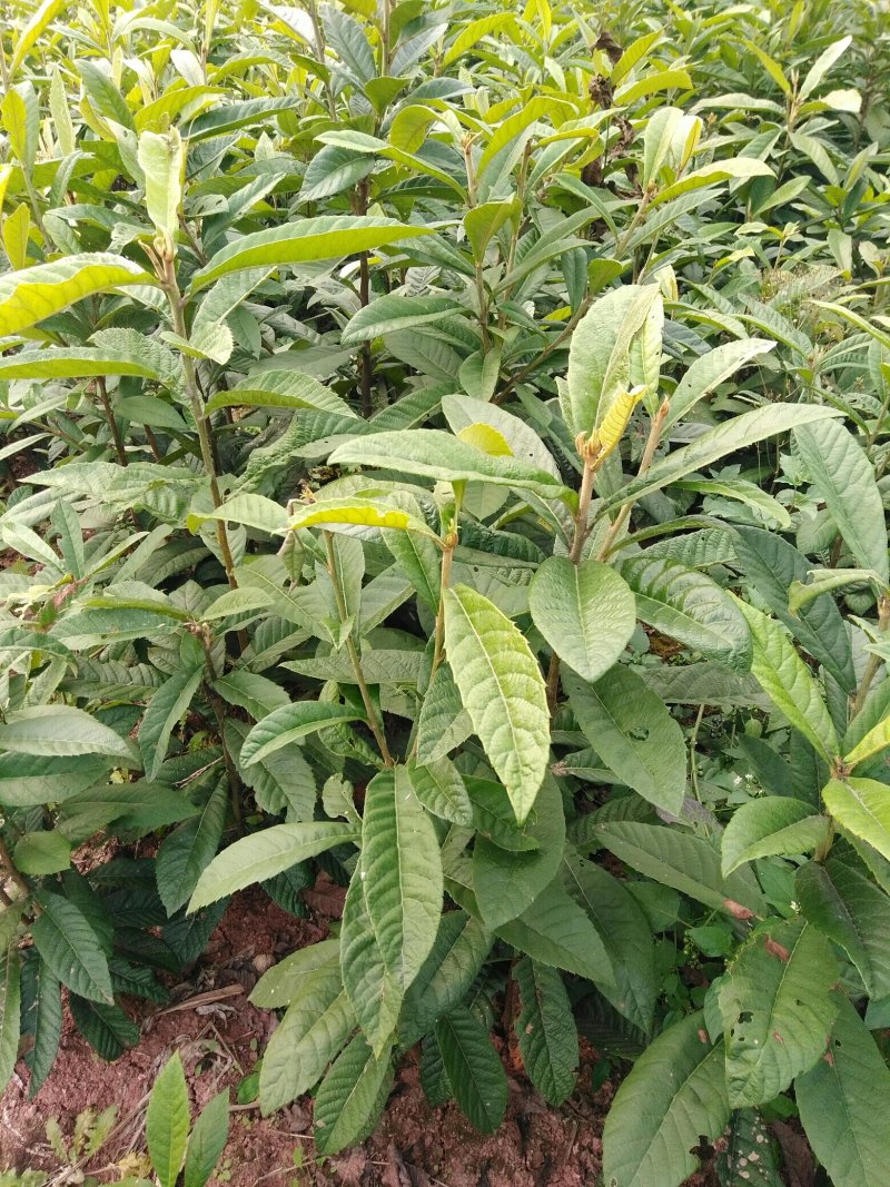 实生枇杷苗，直生枇杷苗，毛枇杷苗，基地直销，苗子漂亮。
