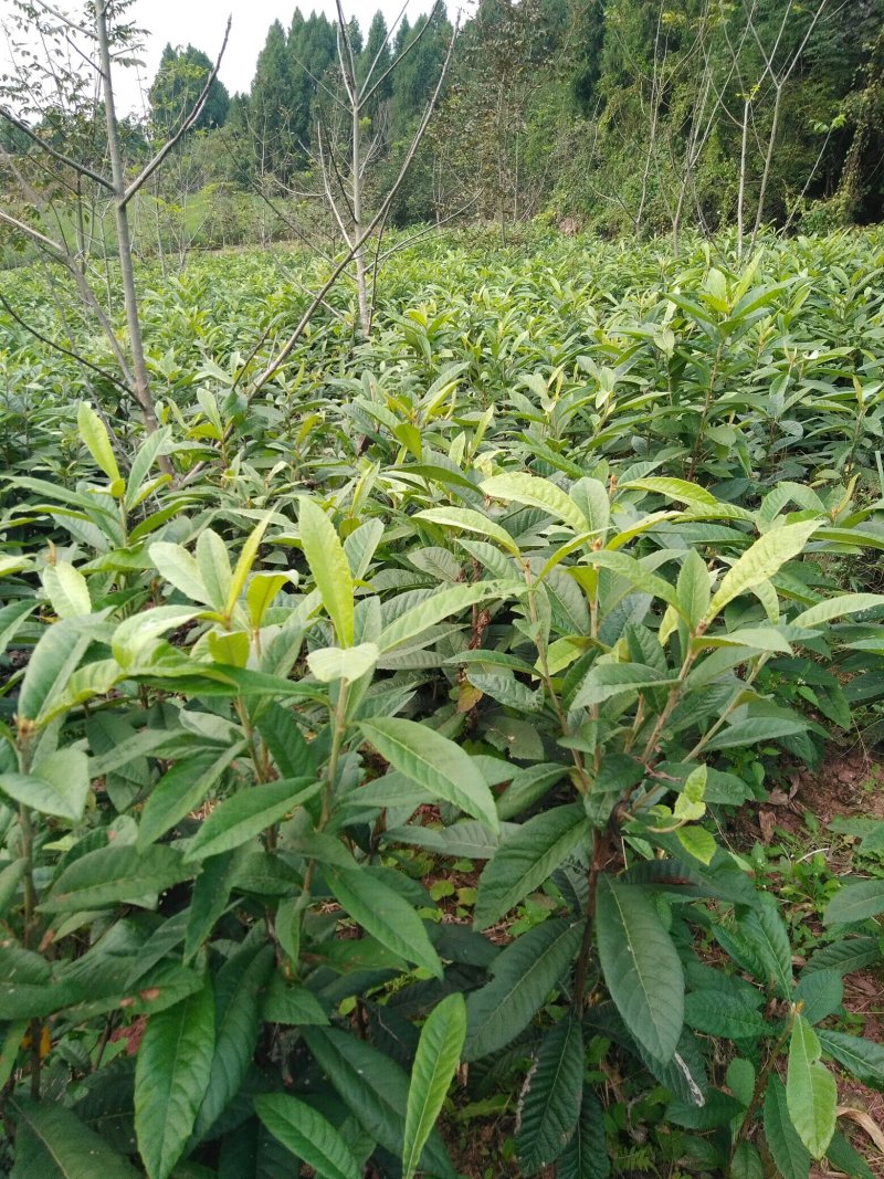 实生枇杷苗，直生枇杷苗，毛枇杷苗，基地直销，苗子漂亮。