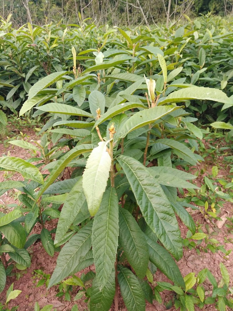 实生枇杷苗，直生枇杷苗，毛枇杷苗，基地直销，苗子漂亮。