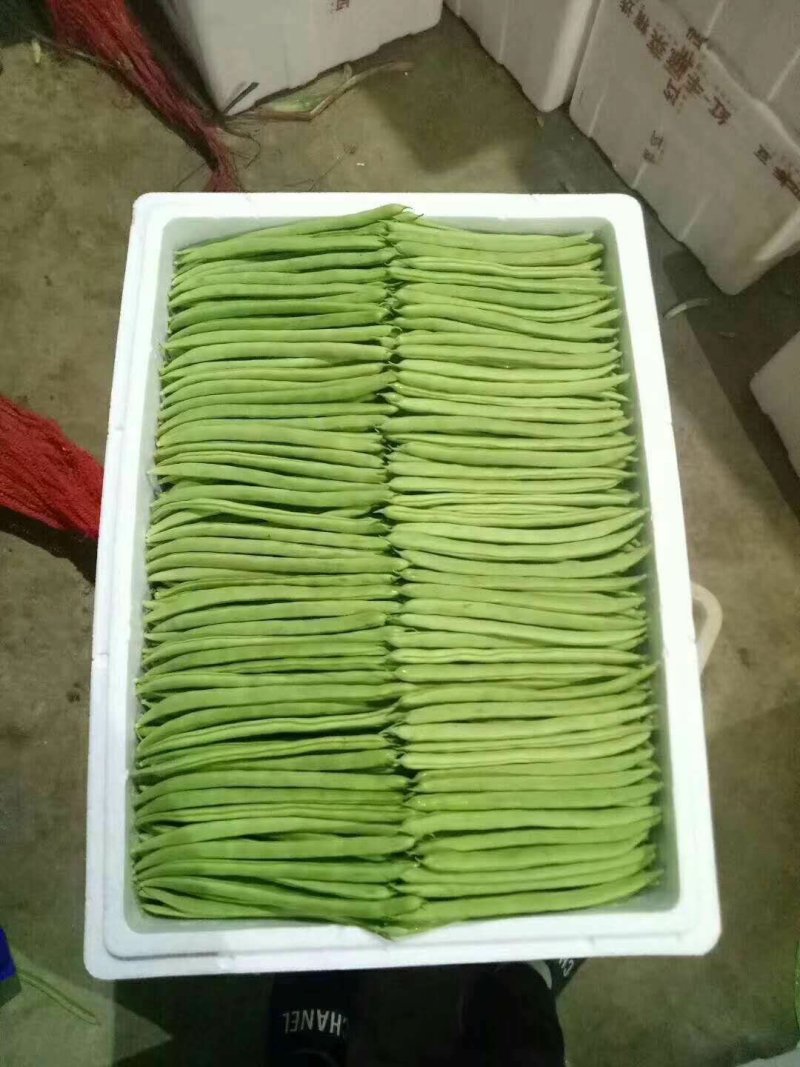 四季豆上市了