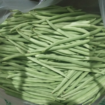 四季豆上市了