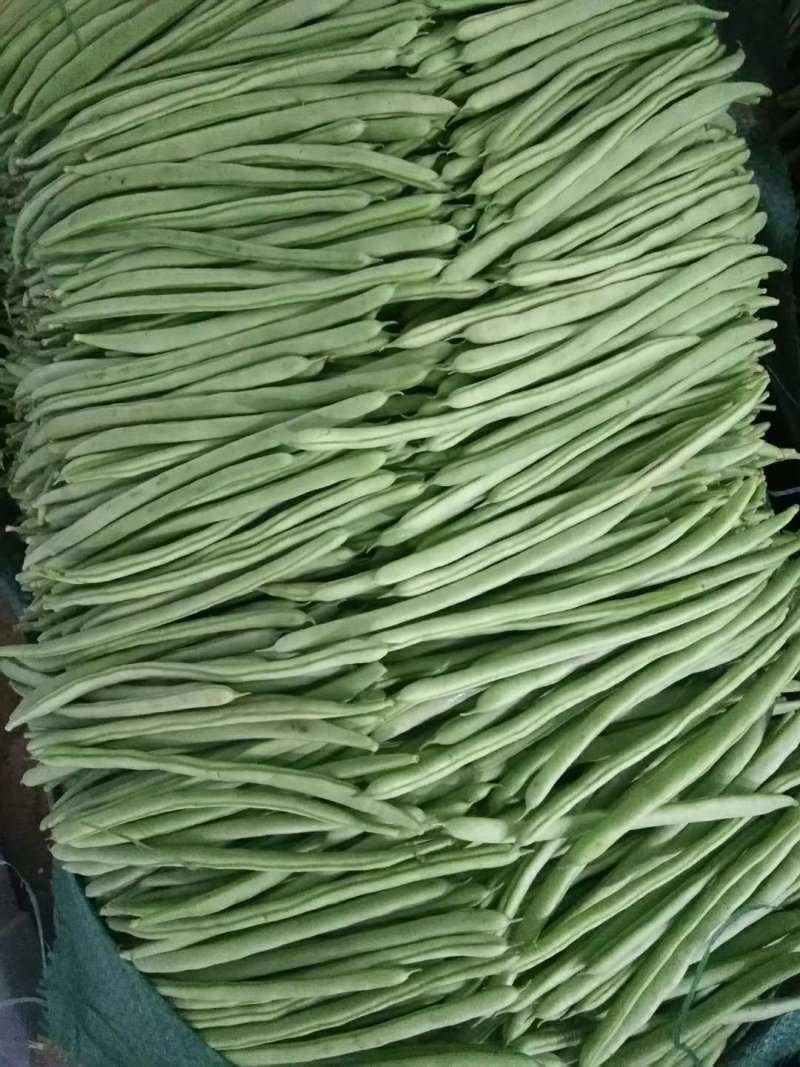 四季豆上市了