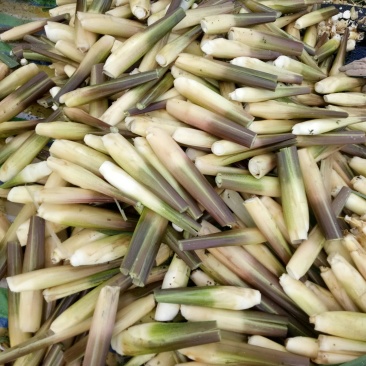 茭白
