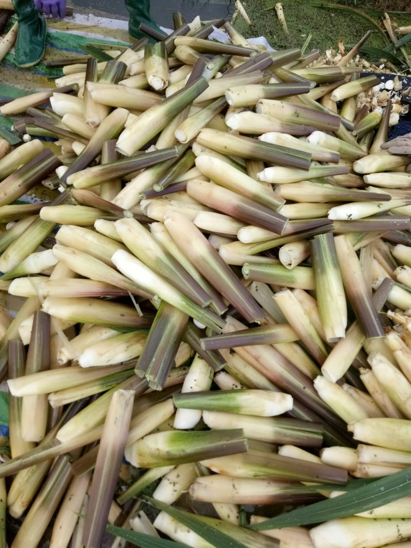 茭白