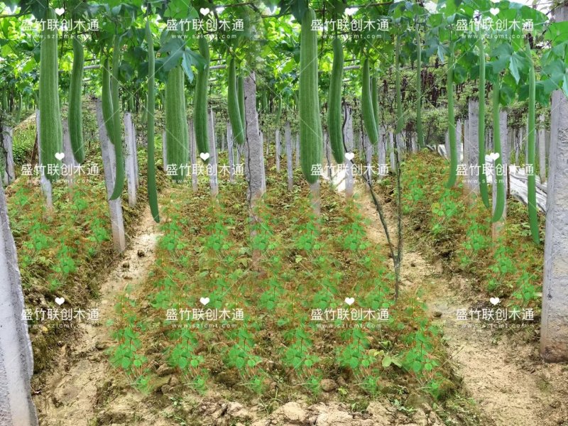 八月瓜，九月黄，更多种植模式，私聊