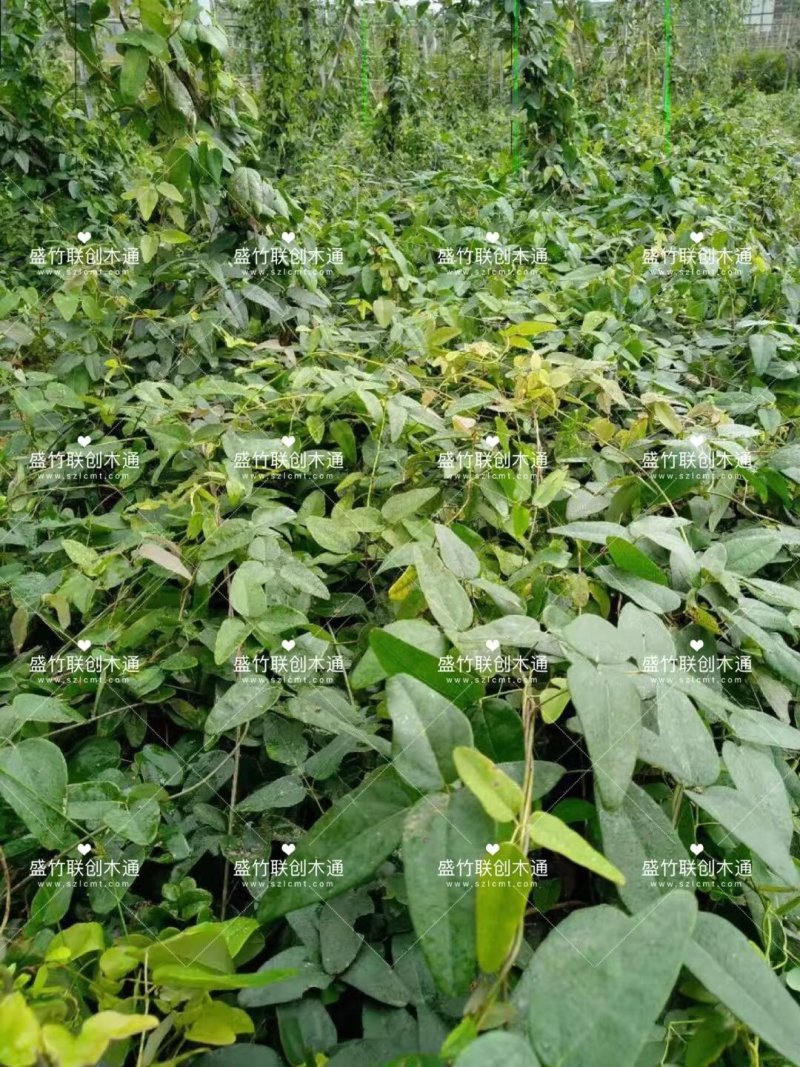 八月瓜，九月黄，更多种植模式，私聊