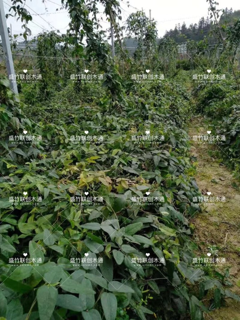 八月瓜，九月黄，更多种植模式，私聊