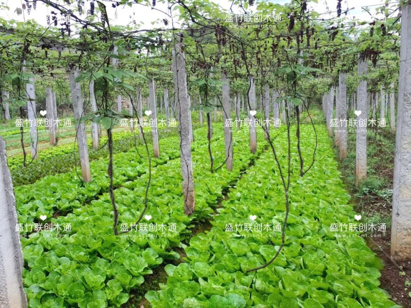 八月瓜，九月黄，更多种植模式，私聊