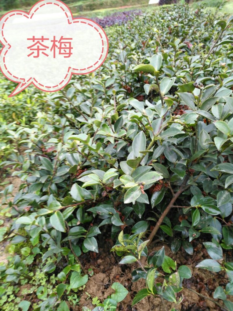 茶梅茶梅芽苗地苗杯苗小毛球湖南茶梅苗茶梯基地直发