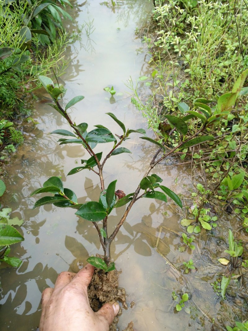 茶梅茶梅芽苗地苗杯苗小毛球湖南茶梅苗茶梯基地直发