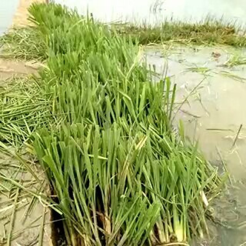 茭白种苗
