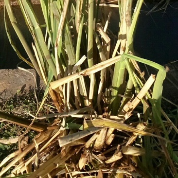 茭白种苗