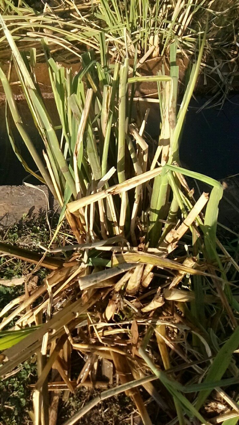 茭白种苗