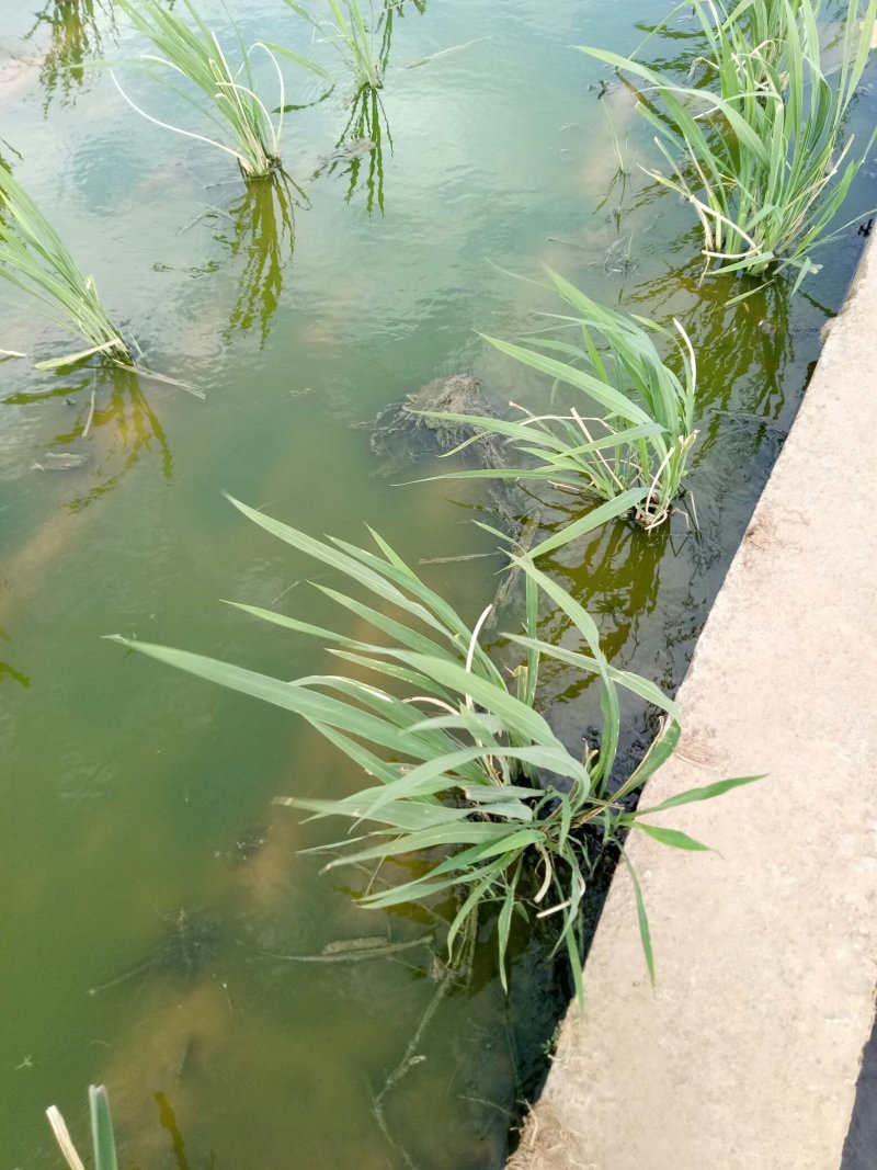 茭白种苗