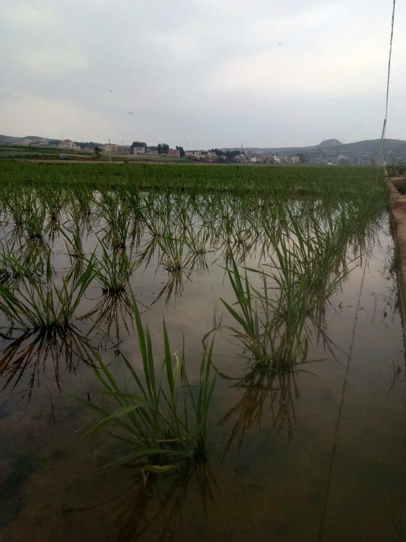 茭白种苗