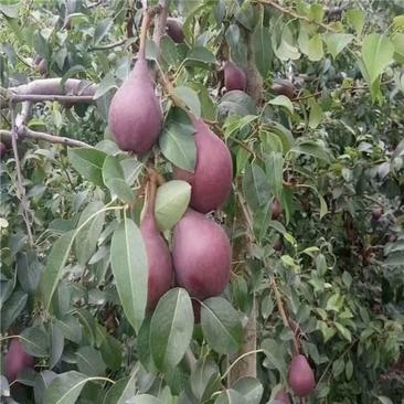 奥红梨树苗新品种梨树中的精品免费提供种植技术